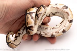 Africa Import Dinker Ball Python for sale