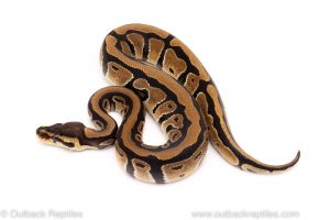 Africa Import Dinker Ball Python for sale