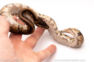 Africa Import Dinker Ball Python for sale