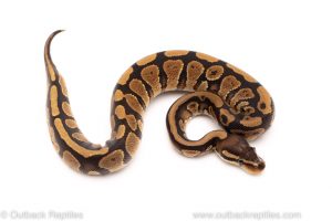 Africa Import Dinker Ball Python for sale