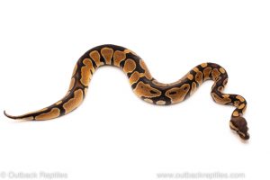 Africa Import Dinker Ball Python for sale