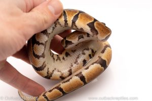 Africa Import Dinker Ball Python for sale