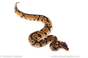 Africa Import Dinker Ball Python for sale