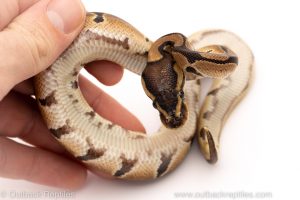 Africa Import Dinker Ball Python for sale