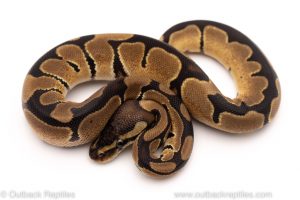 Africa Import Dinker Ball Python for sale