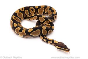 Africa Import Dinker Ball Python for sale