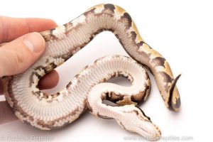 Africa Import Dinker Ball Python for sale