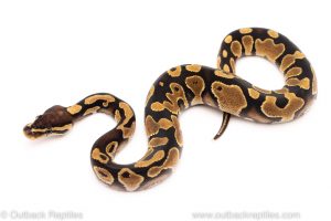 Africa Import Dinker Ball Python for sale