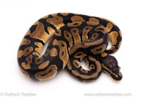 Africa Import Dinker Ball Python for sale