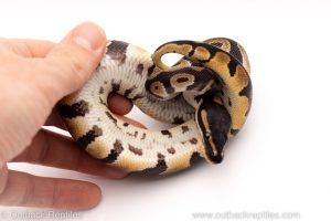 Africa Import Dinker Ball Python for sale