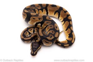 Africa Import Dinker Ball Python for sale