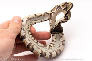 Africa Import Dinker Ball Python for sale