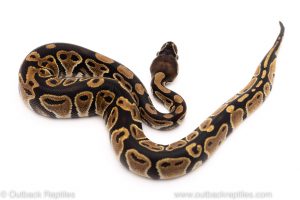 Africa Import Dinker Ball Python for sale