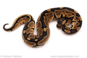 Africa Import Dinker Ball Python for sale