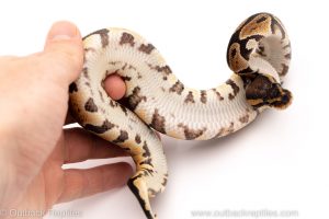 Africa Import Dinker Ball Python for sale