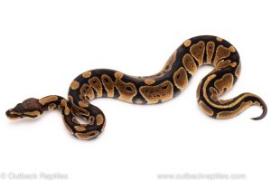 Africa Import Dinker Ball Python for sale