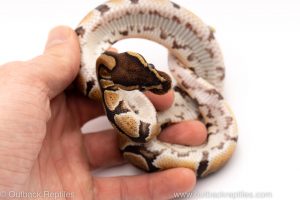 Africa Import Dinker Ball Python for sale