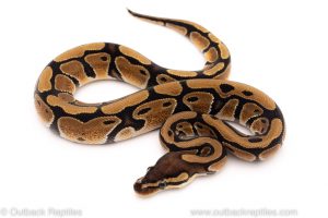 Africa Import Dinker Ball Python for sale