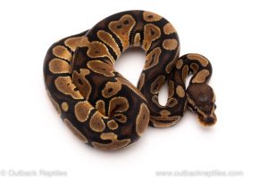 Africa Import Dinker Ball Python for sale