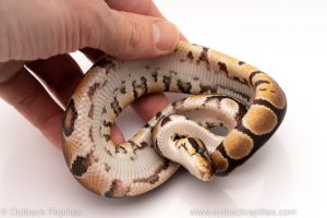 Africa Import Dinker Ball Python for sale