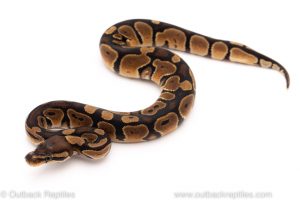 Africa Import Dinker Ball Python for sale