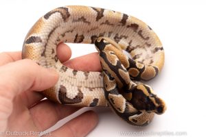 Africa Import Dinker Ball Python for sale