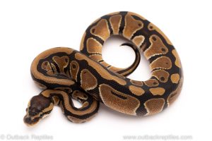 Africa Import Dinker Ball Python for sale