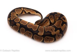 Africa Import Dinker Ball Python for sale