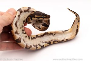 Africa Import Dinker Ball Python for sale