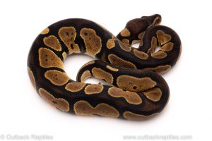 Africa Import Dinker Ball Python for sale