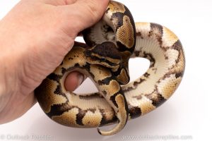 Africa Import Dinker Ball Python for sale