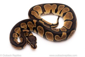 Africa Import Dinker Ball Python for sale