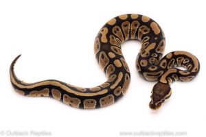 Africa Import Dinker Ball Python for sale