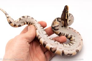 Africa Import Dinker Ball Python for sale