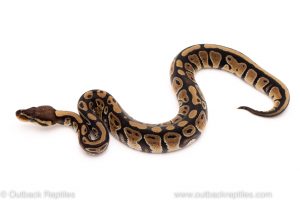 Africa Import Dinker Ball Python for sale