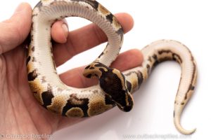 Africa Import Dinker Ball Python for sale