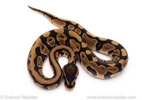 Africa Import Dinker Ball Python for sale