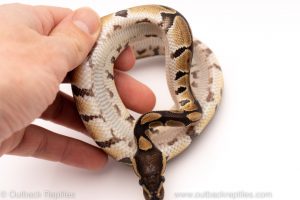 Africa Import Dinker Ball Python for sale