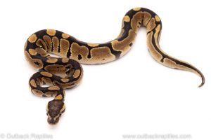 Africa Import Dinker Ball Python for sale