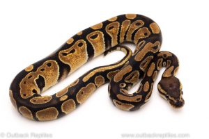 Africa Import Dinker Ball Python for sale