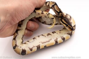 Africa Import Dinker Ball Python for sale