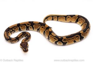 Africa Import Dinker Ball Python for sale