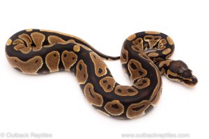 Africa Import Dinker Ball Python for sale