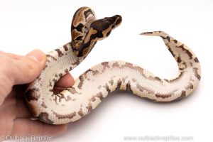 Africa Import Dinker Ball Python for sale