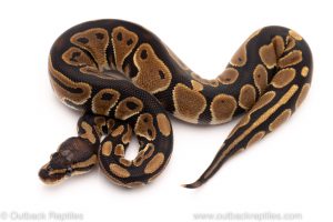 Africa Import Dinker Ball Python for sale