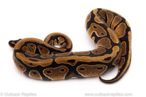 Africa Import Dinker Ball Python for sale