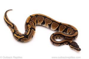 Africa Import Dinker Ball Python for sale