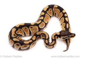 Africa Import Dinker Ball Python for sale