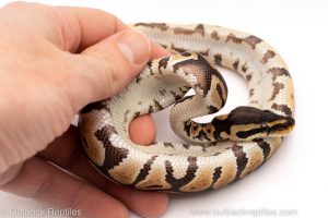 Africa Import Dinker Ball Python for sale