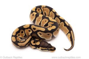 Africa Import Dinker Ball Python for sale